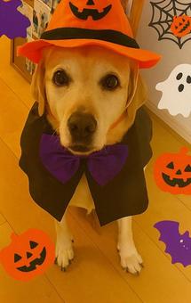 ハロウィン ラブラドール ハロウィン ラブラドール 犬,ペット,ハロウィンの写真素材