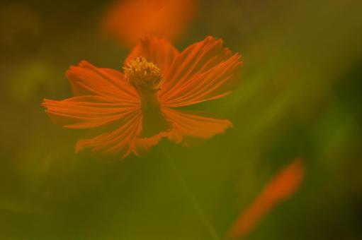 Yellow cosmos, yellow cosmos, orange flowers, JPG