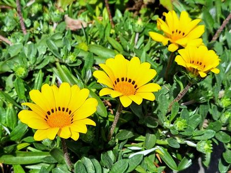 黄色いガザニアの花 黄色いガザニアの花の写真