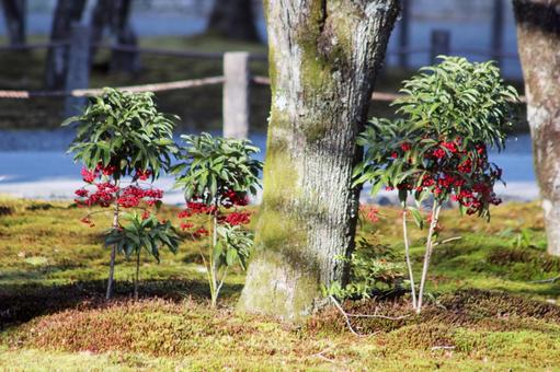 なんてん なんてん 可愛い,なんてん,赤の写真素材