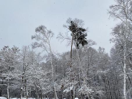 雪景色 雪景色の写真