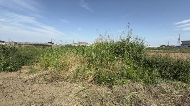 荒れた草だらけの畑の草むらと青空 荒れた草だらけの畑の草むらと青空の写真