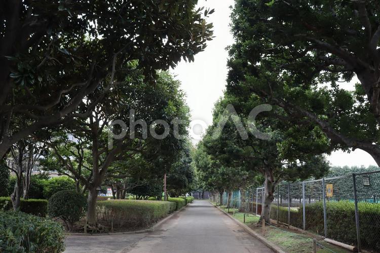 街路樹 シンプル,イメージ,素材の写真素材