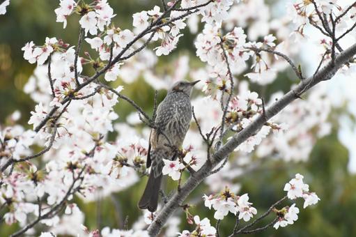 春のヒヨドリ 春のヒヨドリの写真