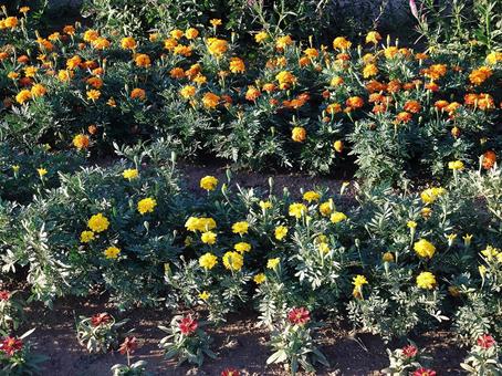 広場の花壇004 広場の花壇004の写真