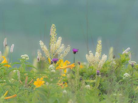 夏の高山植物 夏の高山植物 草,自然,雑草の写真素材