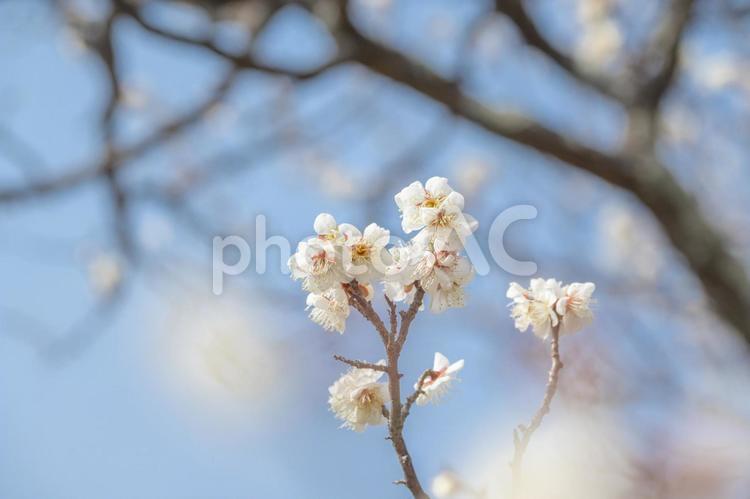 梅　梅の花 梅,梅の花,花の写真素材