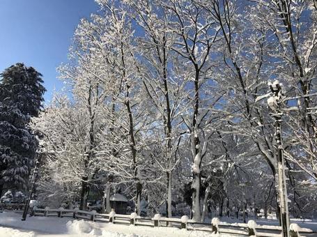 雪の街路樹 雪の街路樹の写真