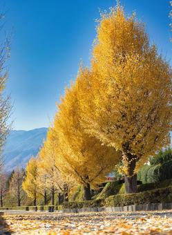 青空に映えるイチョウ並木 イチョウ,イチョウ並木,青空の写真素材