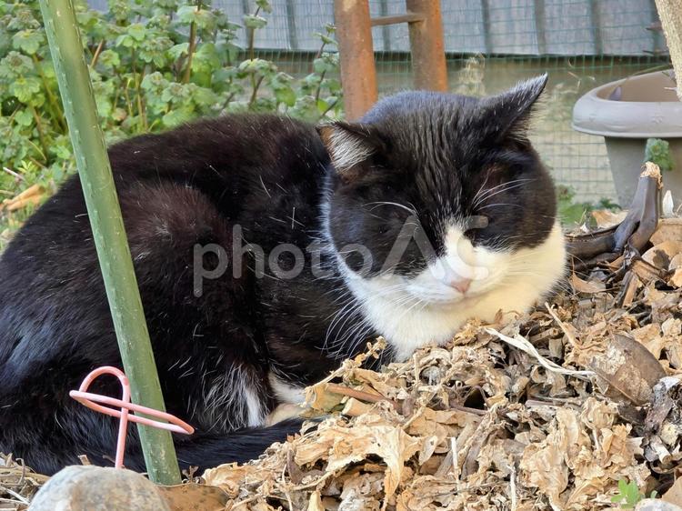 畑の中の猫 猫,ネコ,地域猫の写真素材