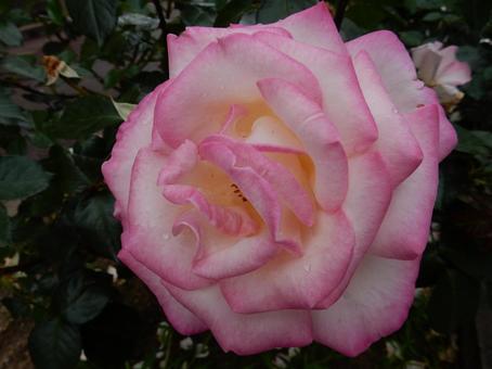 【薔薇の写真】バラの花 【薔薇の写真】バラの花の写真