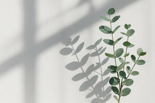 白背景にユーカリ 白背景にユーカリの写真