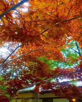 紅葉 紅葉 紅葉,もみじ,木の写真素材