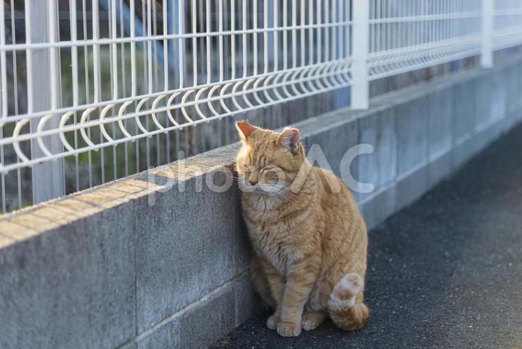 塀にもたれかかって眠そうな茶トラ猫 茶トラ,トラ猫,地域猫の写真素材