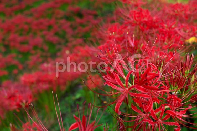 赤い彼岸花の群生 彼岸花,曼殊沙華,花の写真素材