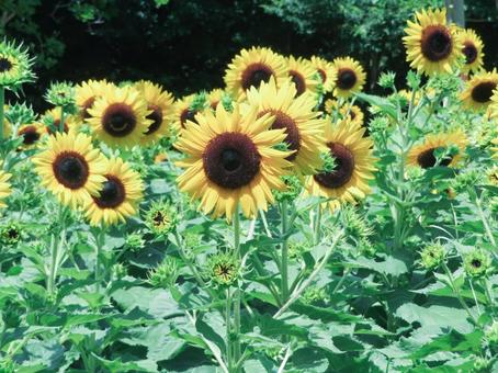 ひまわり ひまわり 花,向日葵,ひまわりの写真素材