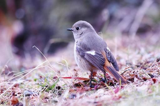 地面に降りた可愛いジョウビタキ 地面に降りた可愛いジョウビタキ 鳥,ジョウビタキ,冬の写真素材