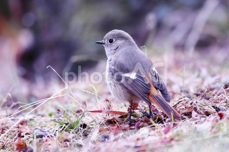 地面に降りた可愛いジョウビタキ 鳥,ジョウビタキ,冬の写真素材