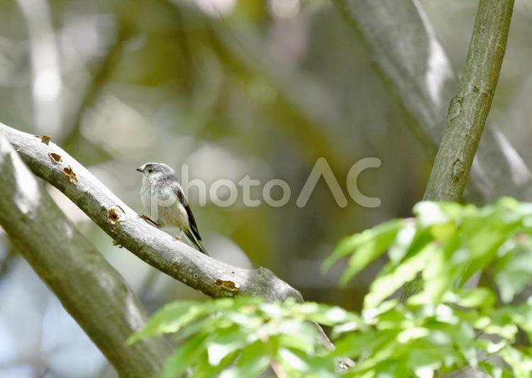 エナガ　野鳥　背景素材　緑 背景素材,エナガ,夏の写真素材