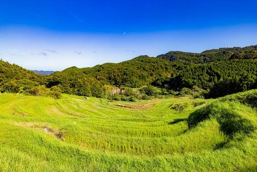 千葉県 青空を背景にした棚田 千葉県 青空を背景にした棚田 大山千枚田,青空,棚田の写真素材