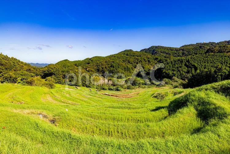 千葉県　青空を背景にした棚田 大山千枚田,青空,棚田の写真素材