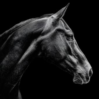 馬の横顔 馬の横顔の写真