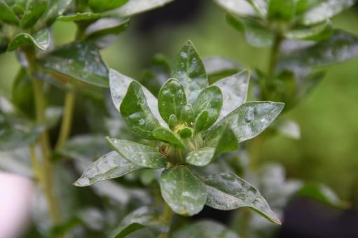 ベニバナのつぼみ ベニバナ,つぼみ,紅花の写真素材
