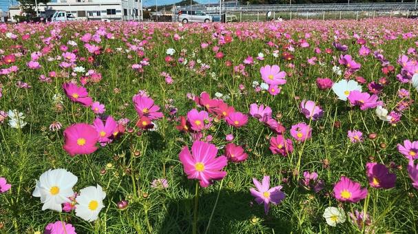 秋風に揺れるコスモス畑 秋風に揺れるコスモス畑の写真