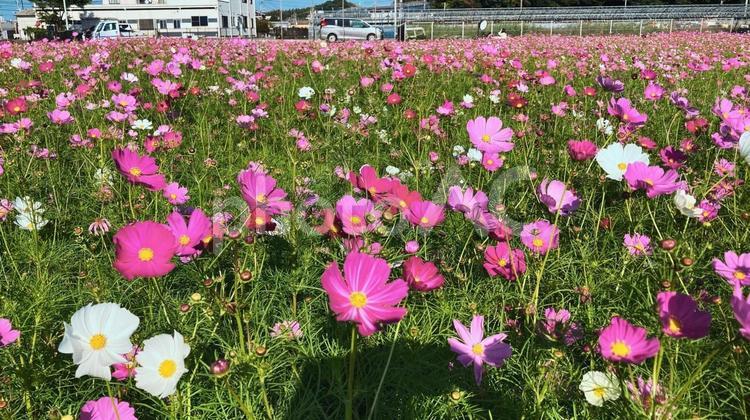 秋風に揺れるコスモス畑 コスモス,花畑,秋の写真素材