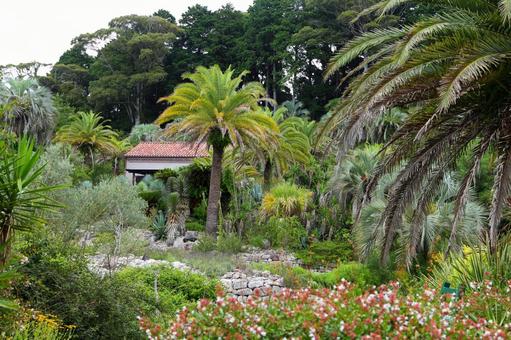 Photo, monet's garden, natural, court, 