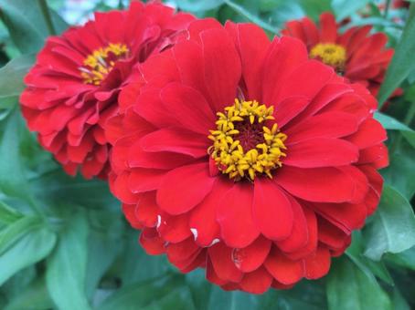 百日草　ジニア  Zinniaの写真