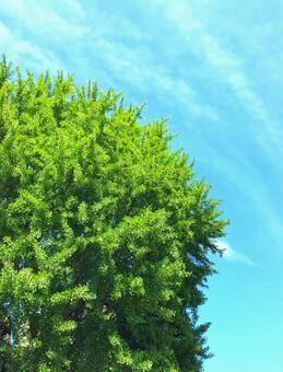 青空 緑,大木,自然の写真素材