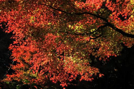 黒い背景に映える紅葉-1 黒い背景に映える紅葉-1 もみじ,秋,枝の写真素材