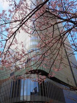 日比谷ミッドタウンと桜 日比谷ミッドタウンと桜の写真