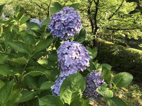紫陽花 紫陽花の写真