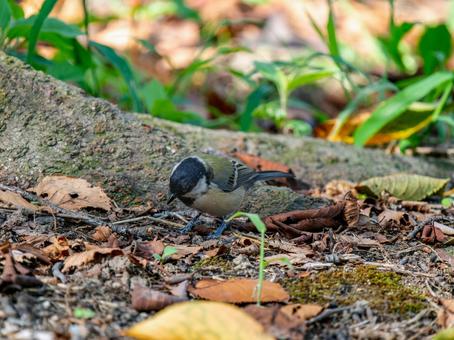 地面を歩くシジュウカラ 地面を歩くシジュウカラの写真
