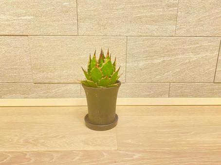 アガベ　壁とホリダ 壁,インテリア,観葉植物の写真素材