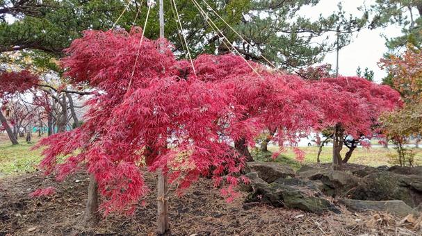 もみじ もみじ,秋,紅葉の写真素材