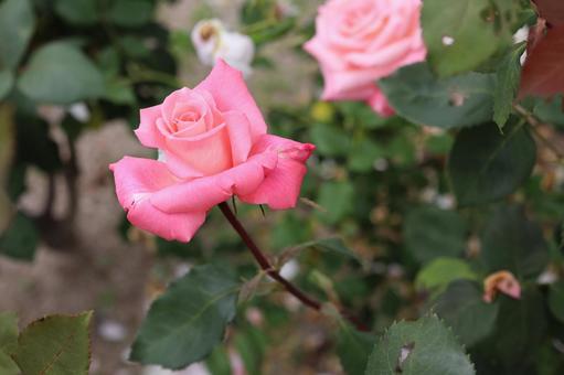 バラ園にてピンクの薔薇を撮った写真 バラ園にてピンクの薔薇を撮った写真の写真