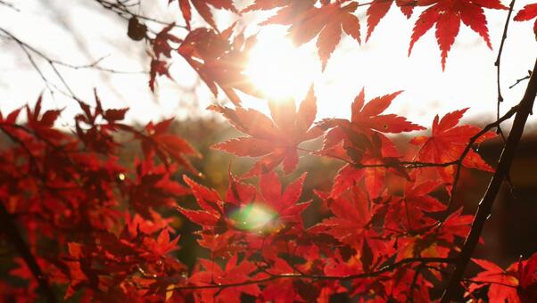 紅葉 紅葉の写真