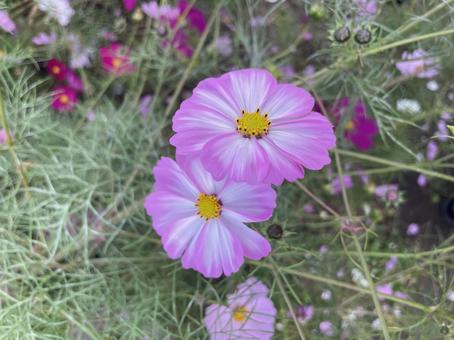 ピンクの縁どりのコスモス コスモス,ピンク,縁取りの写真素材