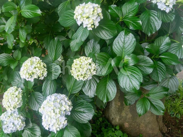 あじさい１５　紫陽花１５ あじさい,紫陽花,花の写真素材
