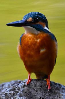 カワセミの写真