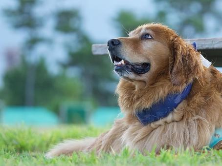 公園のワンコ（ゴールデン） 犬,ゴールデン,ゴールデンレトリバーの写真素材