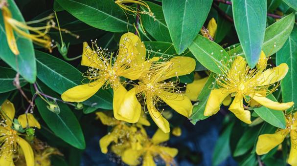 ビヨウヤナギの黄色い花 マクロ撮影 ビヨウヤナギの黄色い花 マクロ撮影の写真
