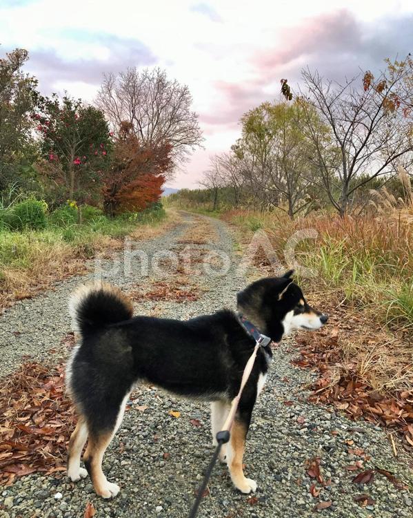 愛犬と散歩2021年冬 風景,犬,柴犬の写真素材