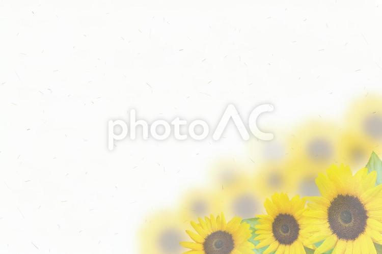 夏の花　ひまわり畑と和紙の合成素材 向日葵,ひまわり,花の写真素材