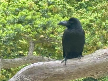 カラス カラスの写真
