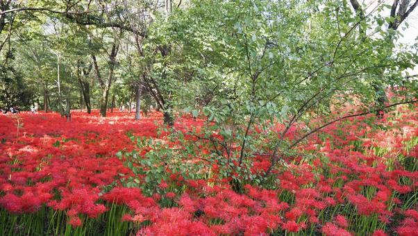 巾着田曼珠沙華公園・彼岸花の群生・日高市 巾着田曼珠沙華公園・彼岸花の群生・日高市 秋,巾着田,曼珠沙華公園の写真素材