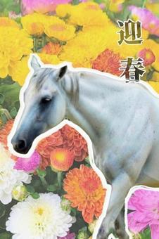 迎春(白馬) 年賀状,正月,馬の写真素材